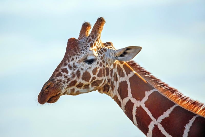 animal